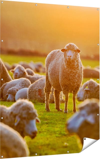 Gards Tuinposter Kudde Schapen bij Zonsondergang - 120x160 cm - Tuindoek - Tuindecoratie - Wanddecoratie buiten - Tuinschilderij