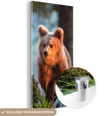 MuchoWow® Glasschilderij 20x40 cm - Schilderij acrylglas - Beer - Bruin - Dier - Foto op glas - Schilderijen