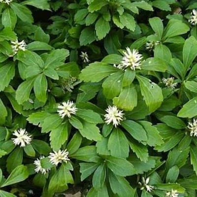 12 x Schaduwkruid of Dikkemanskruid - Wintergroene Bodembedekker - Pachysandra terminalis in 9x9cm pot met hoogte 5-10cm