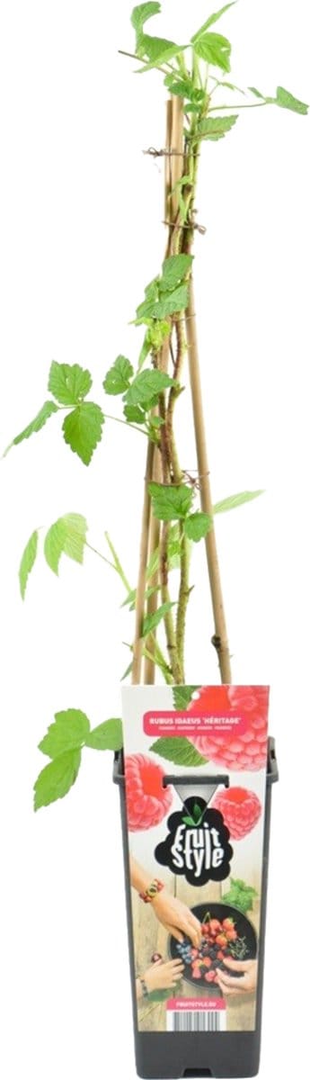 Bloomique - Rubus Fruticosus Héritage - Framboos Plant - Fruitplanten - Tuinplanten - Winterhard - Hoogte 50-70 cm - Pot 15 cm