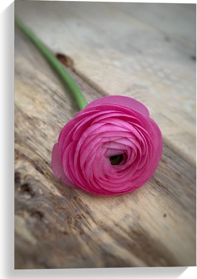 Canvas Premium - Bloem Roze Roos - 40x60cm - Bloem op Canvas Schilderij - Wanddecoratie op Canvas
