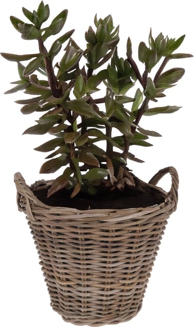 Pro Garden Planten/bloemen mand Cuba - rotan - lichtbruin - D38 x H36 cm - plantenpot voor buiten
