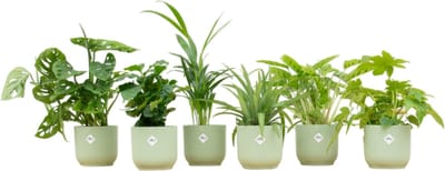 Plantenboetiek.nl | Verrassingsbox - 6 planten inclusief elho Vibes Fold Round sorbet groen - Ø14cm - 30cm hoog - Kamerplant - Complete set - Plant met pot