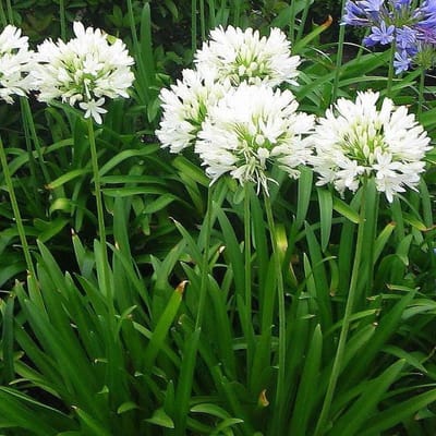 12 x Afrikaanse Lelie Wit - Tuberoos of Kaapse Lelie - Agapanthus africanus 'Albus' in 9x9cm pot met hoogte 0-10cm