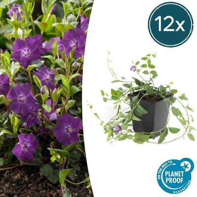 Tuinplantenshop.com | Vinca minor 'Atropurpurea', | 12 stuks - Ø9cm - 10-25cm hoog - Tuinplant - Multideal