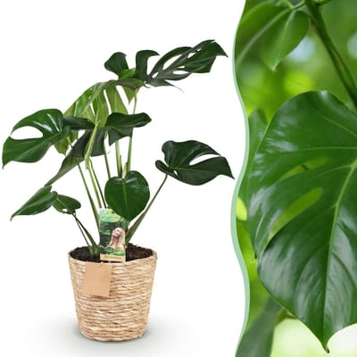 Plantenboetiek.nl | Green is... Monstera Deliciosa - Gatenplant - Weinig onderhoud - met mand - Groen - Ø21cm - 70-80cm hoog - Kamerplant - Groenblijvend