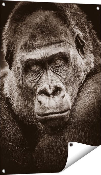 Gards Tuinposter Gorilla - Zwart Wit - 60x90 cm - Tuindoek - Tuindecoratie - Wanddecoratie buiten - Tuinschilderij