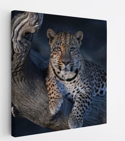 Saammp Canvas Schilderij - Luipaard op boom - Natuur - Dieren - 20x20 - Foto op canvas - Wanddecoratie - Muurdecoratie Woonkamer - Slaapkamer decoratie - Canvas Print