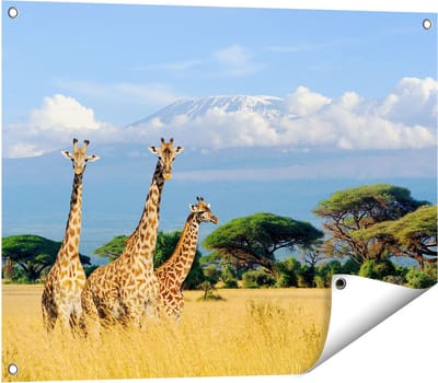Gards Tuinposter Drie Giraffes in de Savanne - 80x60 cm - Tuindoek - Tuindecoratie - Wanddecoratie buiten - Tuinschilderij