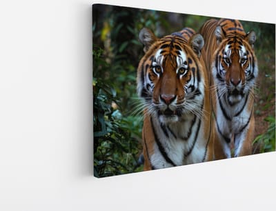 Saammp Canvas Schilderij - Tijgers tussen de Planten - Natuur - Dieren - 30x20 - Foto op canvas - Wanddecoratie - muurdecoratie Woonkamer - Slaapkamer decoratie - Canvas Print