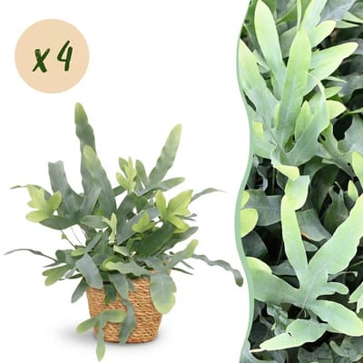 Plantenboetiek.nl | Phlebodium aureum Blue Star - Blauwe Varen - Huisdiervriendelijke Plant - Blauw - 4 Planten - met Mand - Ø12cm - 25cm hoog - Kamerplant - Arrangement - Plant met pot