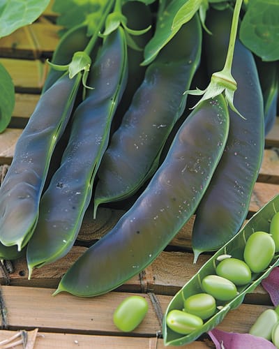 2 sets - Capucijners Zaden Désirée Pisum Sativum Eenjarig Laagblijvend 100g