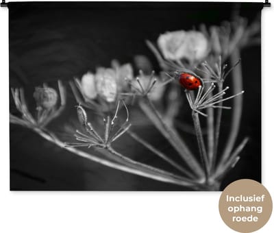Wandkleed Rood zwart wit - Zwart-wit foto van een rode lieveheersbeestje op een plant Wandkleed katoen 120x90 cm - Wandtapijt met foto