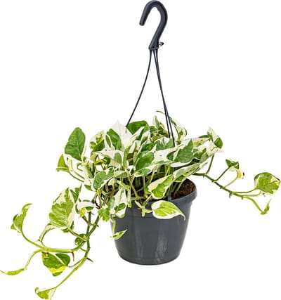 Bloomique - Scindapsus N-Joy - Drakenklimop - Hangplant - Ook geschikt als Klimplant - Kamerplanten - Luchtzuiverend - Gemakkelijk in onderhoud - Hoogte 20-30 cm - Pot 15 cm