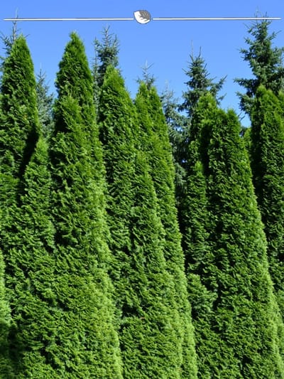 Westerse Levensboom Thuja Smaragd 140-160 cm, 12x Haagplant