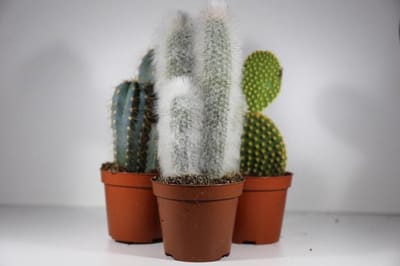 Succulux Cactussen Mix - 3 Cactussen Ø 8,5 cm Pot - Hoogte 20 cm - Kamerplanten Cadeauset