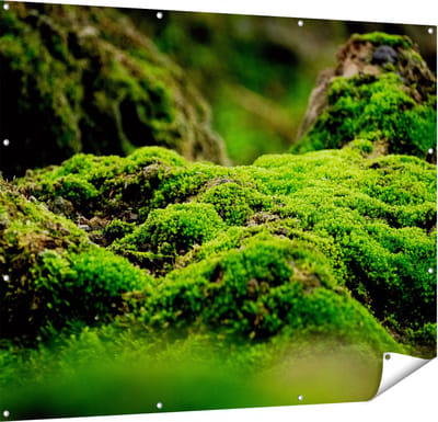 Gards Tuinposter Groen Mos - 150x120 cm - Tuindoek - Tuindecoratie - Wanddecoratie buiten - Tuinschilderij