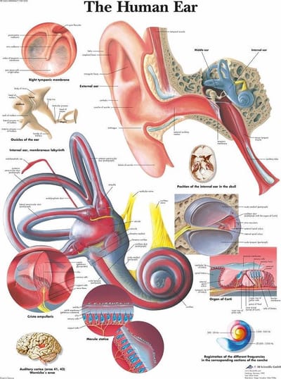 Het menselijk lichaam poster - Oor / gehoorgang (gelamineerd, 50x67 cm) + ophangsysteem