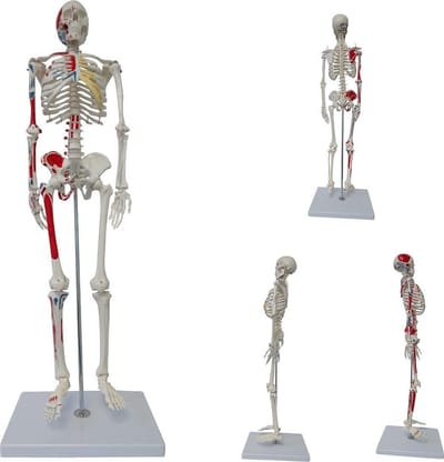 Cranstein Scientific Skelet met spieren - Origo en insertie - 85 cm