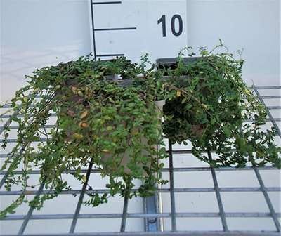 6x Herniaria - Herniaria glabra | 9x9 cm pot