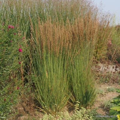 25 x Pijpenstrootje Moorhexe Groen - Hoog Winterhard Siergras - Molinia caerulea 'Moorhexe' in 9x9cm pot met hoogte 5-10cm
