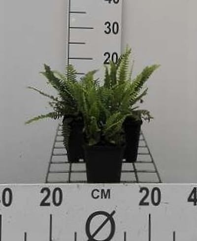 6x Dubbelloof Varen - Blechnum spicant | 9x9 cm pot