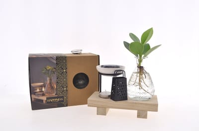 Intenz Wellness Box | 25cm | Clusia Princess | Cadeau