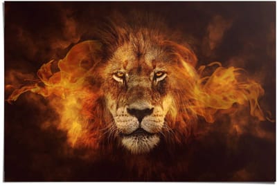 Poster Lion on fire - 61 x 91,5 - Papier - REINDERS