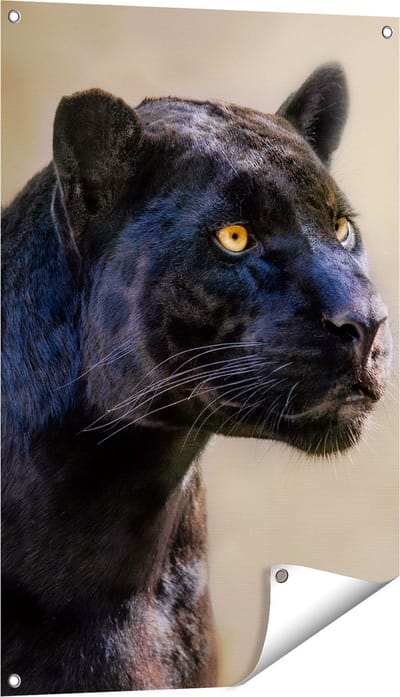 Gards Tuinposter Zwarte Panter met Oranje Ogen - 60x90 cm - Tuindoek - Tuindecoratie - Wanddecoratie buiten - Tuinschilderij