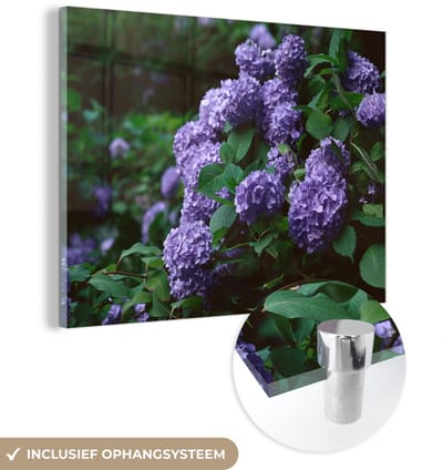 ® Glasschilderij 160x120 cm - Schilderij acrylglas - Duisternis om hortensia in een tuin - Foto op glas - Muurdecoratie woonkamer - Wanddecoratie slaapkamer - Schilderijen
