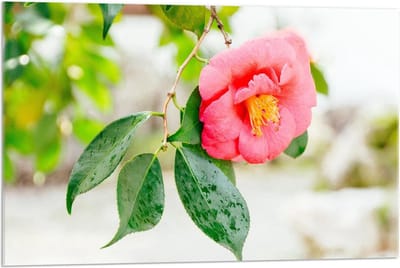 Acrylglas - Roze Camelia Bloem - 90x60cm Foto op Acrylglas (Met Ophangsysteem)