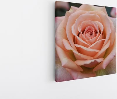 Saammp Canvas Schilderij - Roze Roos - Bloemen - Abstract - 20x20 - Foto op canvas - Wanddecoratie - Muurdecoratie Woonkamer - Kantoor Decoratie