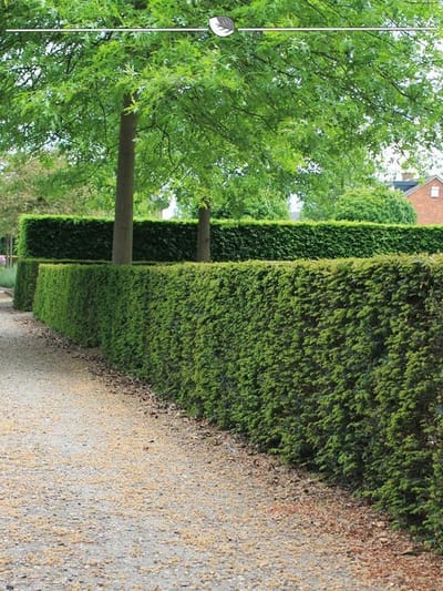 Venijnboom Taxus baccata 30-40 cm, 20x Haagplant