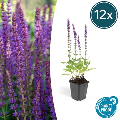 Trendyplants - Salvia Nemorosa 'Ostfriesland' - 12 stuks - Salie - Winterhard - Hoogte 10-25cm - Potmaat Ø9cm