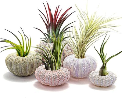Mini Zeekomkommer Schelpen voor Luchtplanten - 5 Stuks Decoratieve Hangpotjes voor Tuin en Strandthema, Ideaal voor Binnen en Buiten