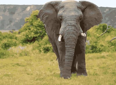 Schilderen op nummer 40x50 cm op frame - PBN-4005 - Olifant !!!! NU PROMOTIE !!!! Uw krijgt er een gratis schilder op nummer bij naar onze keuze