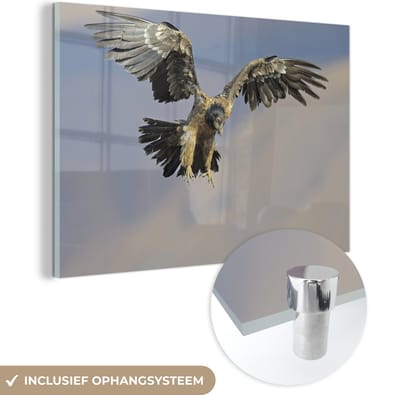 ® Glasschilderij 180x120 cm - Schilderij acrylglas - Gestrekte baardgier is klaar om een prooi te vangen - Foto op glas - Muurdecoratie woonkamer - Wanddecoratie slaapkamer - Schilderijen