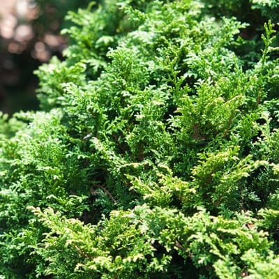 Plants Online BV - Planten - Haagplanten - Coniferen - Tuinplanten - Sier coniferen - Set van 1 - Chamaecyparis pisifera 'Tsukumo'