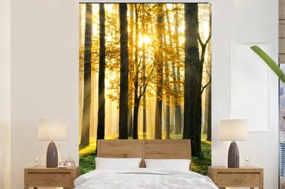 Behang - Fotobehang Bos - Zon - Bomen - Gras - Landschap - Natuur - Breedte 170 cm x hoogte 260 cm