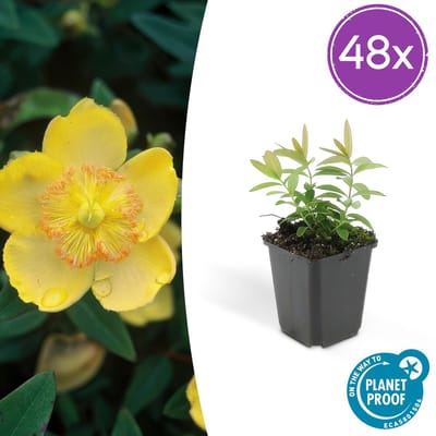 Tuinplantenshop.com | Hypericum calycinum | 48 stuks - Ø9cm - 10-25cm hoog - Tuinplant