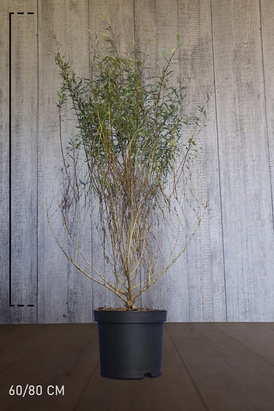 Plants Online - Haagplanten - Heesters - Bittere wilg (Purperwilg) - Pot 60-80 cm - set van 10 - Bladverliezend - Geschikt in kleine tuinen - Informele haag - Weinig onderhoud