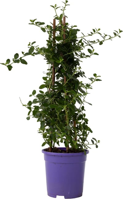 Plant in a Box - Ceanothus thyrsiflorus Repens - Voorjaarsbloei - Glanzend blad - Wintergroene struik - Pot 17cm - Hoogte 60-70cm