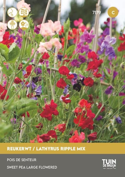 Reukerwt Mix Zaden – Grootbloemige Geurende Klimplant – Lathyrus Bloemen – ±30 Zaden – Snijbloemen voor Tuin & Balkon – Tuin de Bruijn