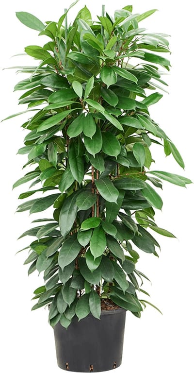Hydroplant Ficus Cyathistipula