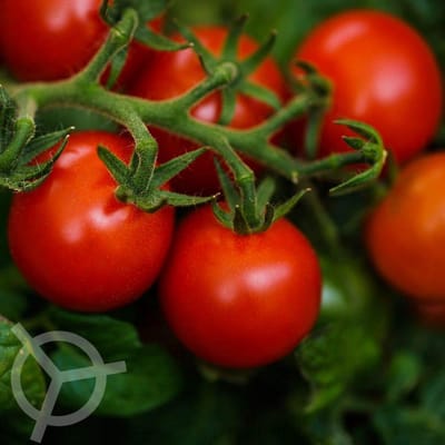 Kerstomaten Cerise zaden biologisch (Lycopersicon esculentum) 0.1 g