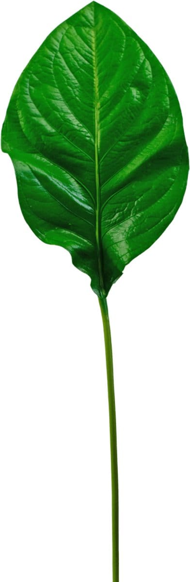 Easyplants | Kunstblad groen 90cm | Zijde | Nepbloemen | groen | Onderhoudsvrij | Kant-en-klaar