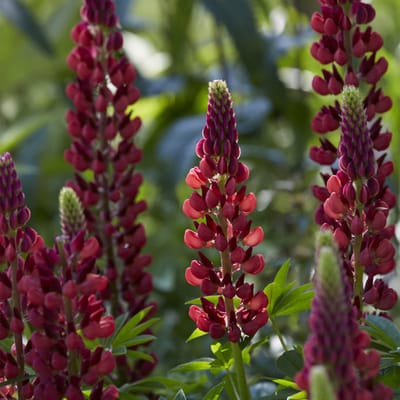 Lupine (Lupinus) 'My Castle'
