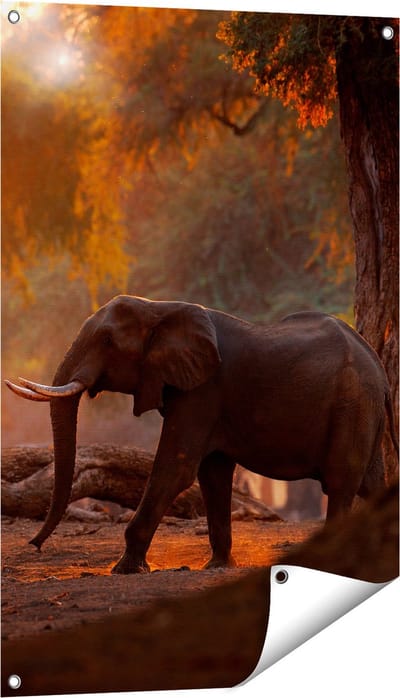 Gards Tuinposter Olifant in het Bos - 60x90 cm - Tuindoek - Tuindecoratie - Wanddecoratie buiten - Tuinschilderij