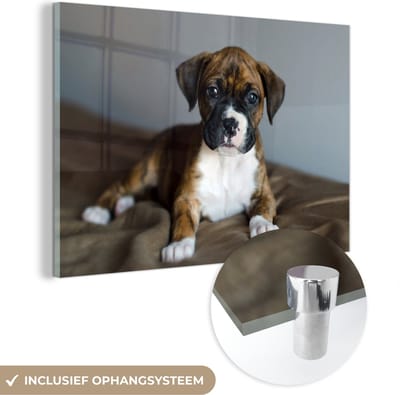 ® Glasschilderij 180x120 cm - Schilderij acrylglas - Boxer puppy ligt op een kussen - Foto op glas - Muurdecoratie woonkamer - Wanddecoratie slaapkamer - Schilderijen
