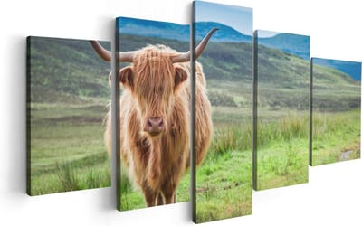 Artaza Canvas Schilderij Vijfluik Schotse Hooglander In De Wei - Kleur - 100x50 - Foto Op Canvas - Canvas Print